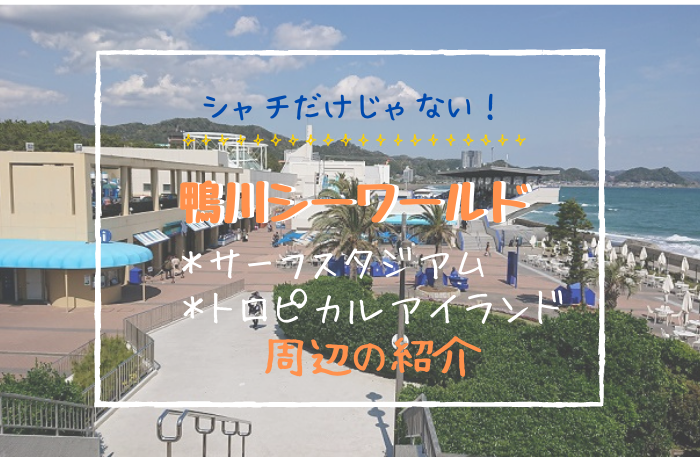 子連れで楽しむ 鴨川シーワールド トロピカルアイランドとサーフスタジアム ゆるいろぐ 子連れで楽しむ 鴨川シーワールド トロピカルアイランドとサーフスタジアム ゆるいろぐ