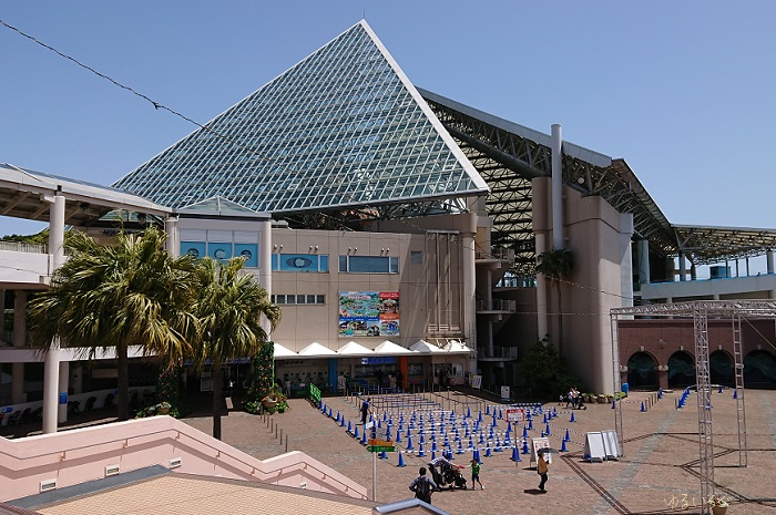 八景島シーパラダイス 島内最大規模で迫力満点の水族館 アクアミュージアム ゆるいろぐ