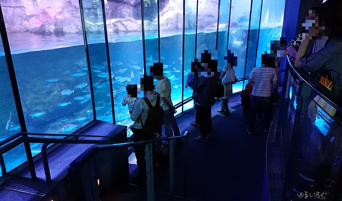 八景島シーパラダイス 島内最大規模で迫力満点の水族館 アクアミュージアム ゆるいろぐ