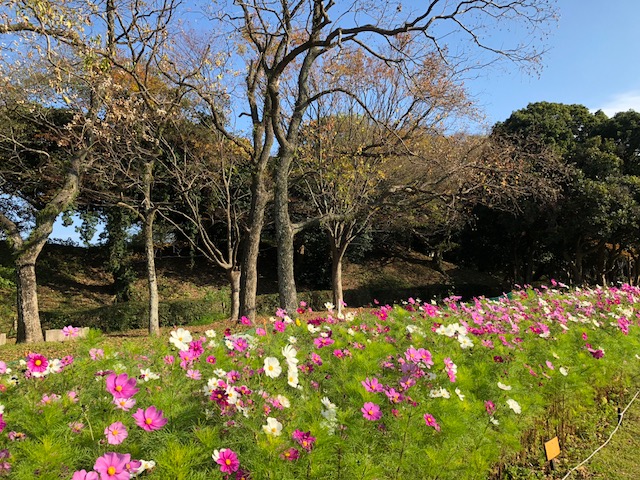 f:id:yuko-imaizumi:20191212145148j:plain