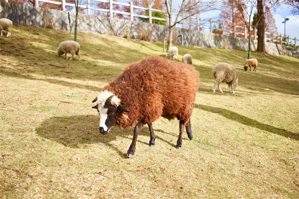 f:id:yuko-k-ami:20181130214508j:image