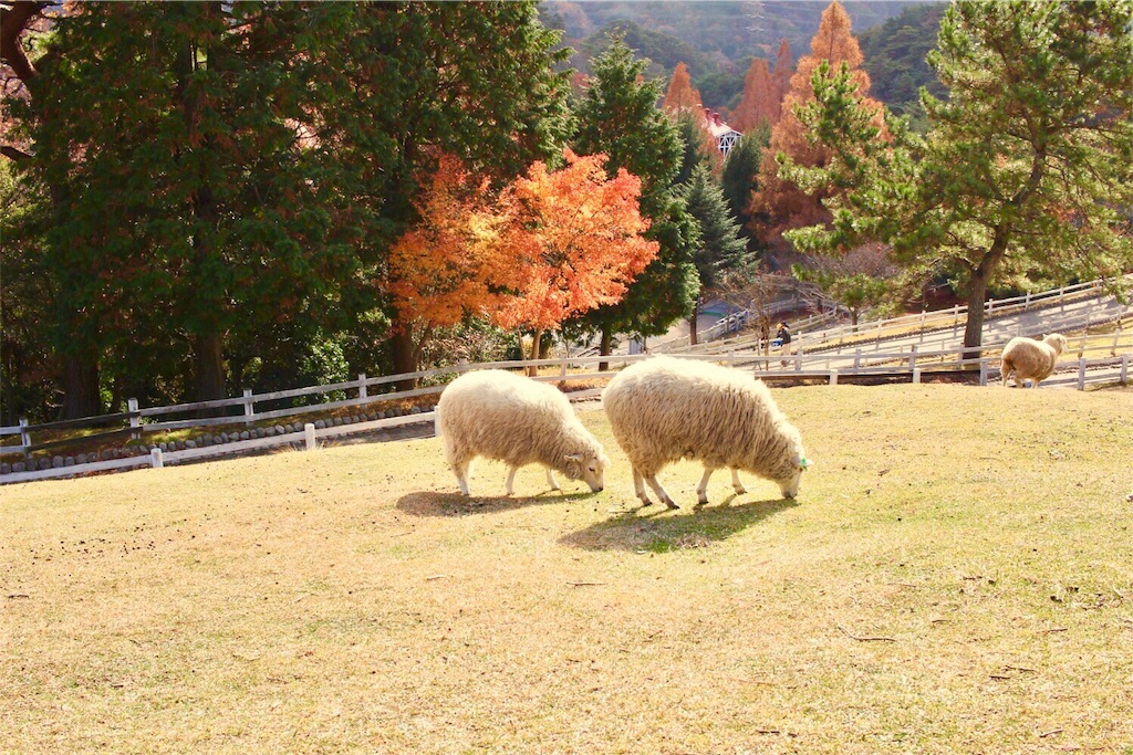 f:id:yuko-k-ami:20181130214535j:image