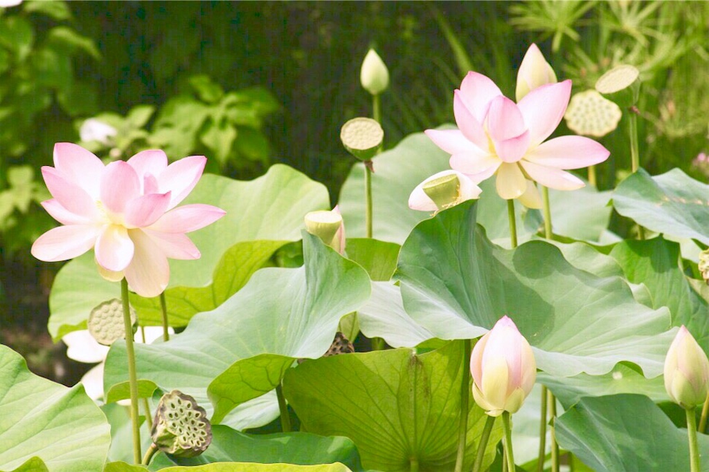 f:id:yuko-k-ami:20190411020054j:image f:id:yuko-k-ami:20190411020054j:image