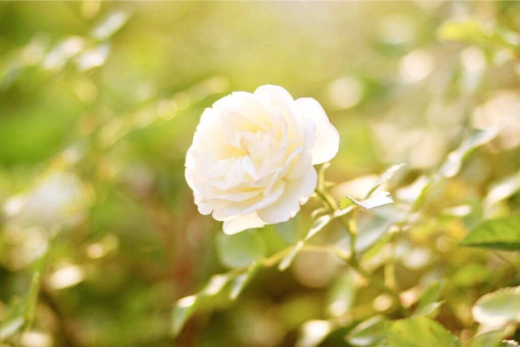 f:id:yuko-k-ami:20190411022526j:image f:id:yuko-k-ami:20190411022526j:image