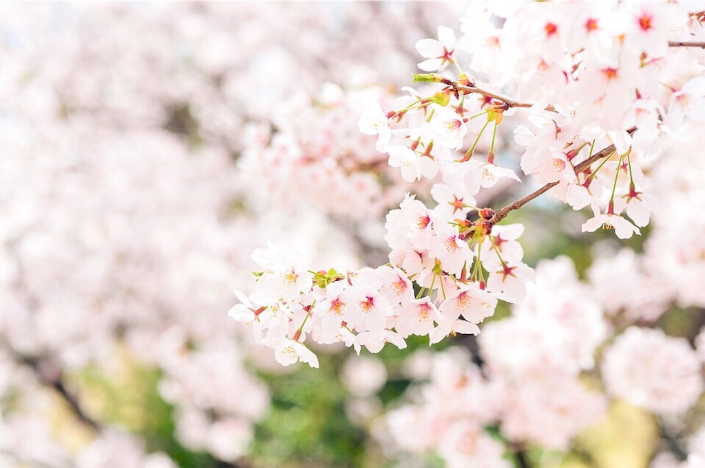 f:id:yuko-k-ami:20190412235809j:image
