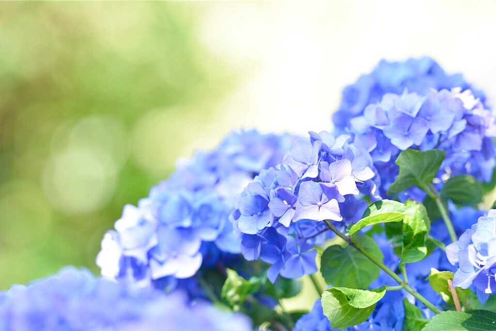 f:id:yuko-k-ami:20190710001353j:image f:id:yuko-k-ami:20190710001353j:image