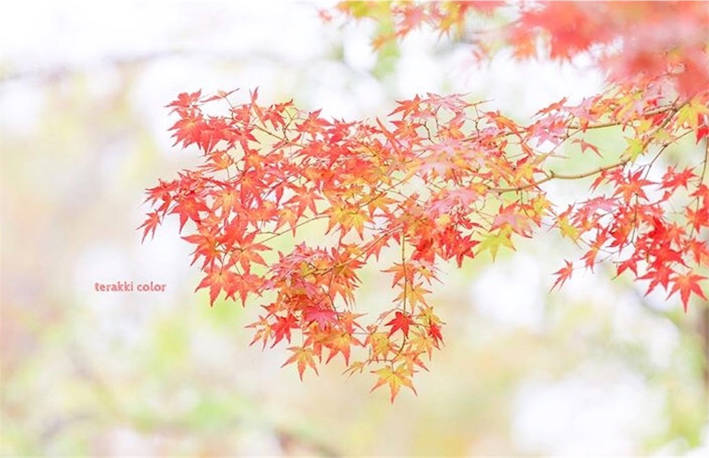 f:id:yuko-k-ami:20190929204735j:image