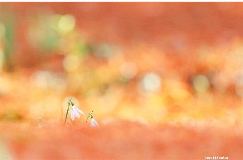 f:id:yuko-k-ami:20191224234123j:image