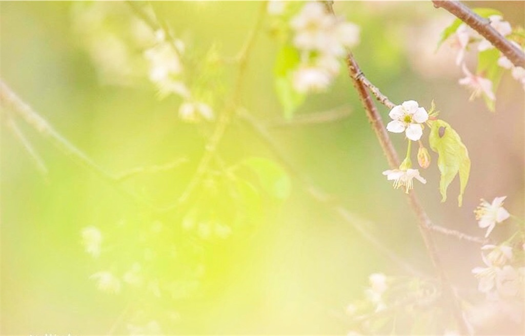 f:id:yuko-k-ami:20191227175827j:image