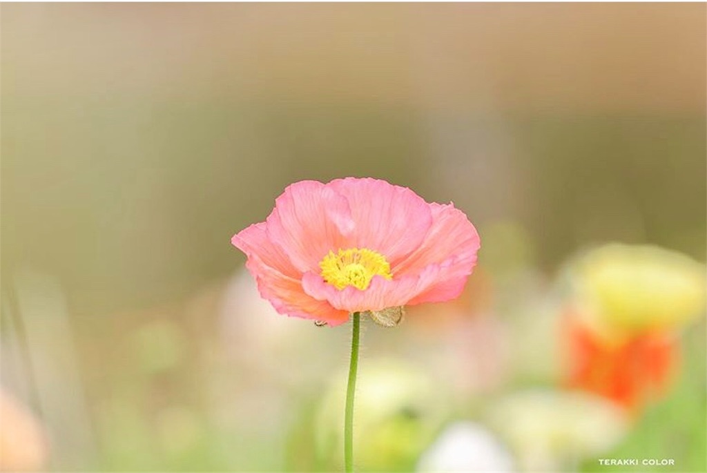 f:id:yuko-k-ami:20200119003241j:image f:id:yuko-k-ami:20200119003241j:image