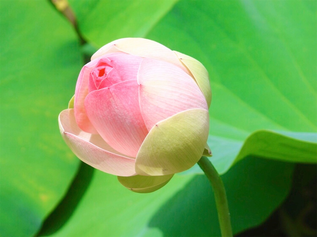 f:id:yuko-k-ami:20200704232140j:image f:id:yuko-k-ami:20200704232140j:image
