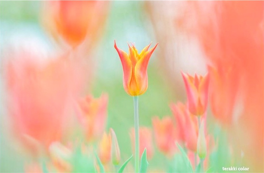 f:id:yuko-k-ami:20210204001716j:plain