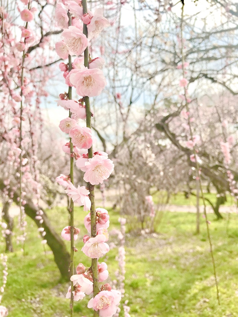 f:id:yuko-k-ami:20210310221858j:image f:id:yuko-k-ami:20210310221858j:image