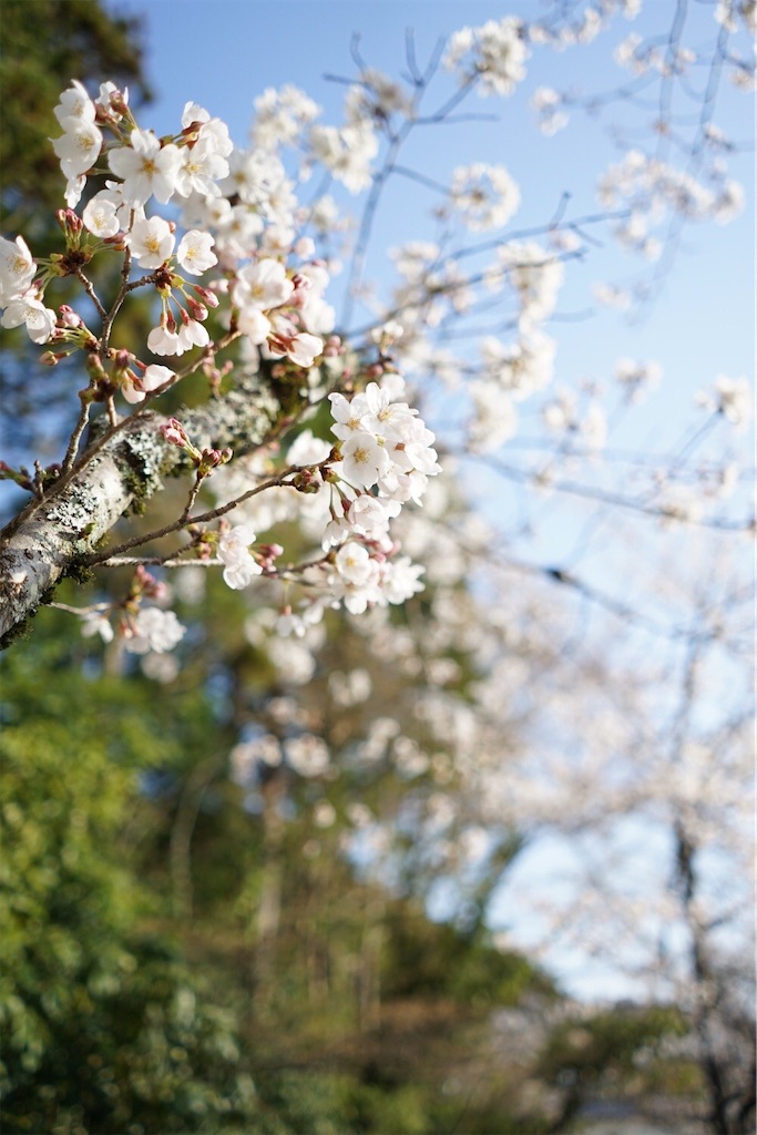 f:id:yuko-k-ami:20210325000623j:image f:id:yuko-k-ami:20210325000623j:image