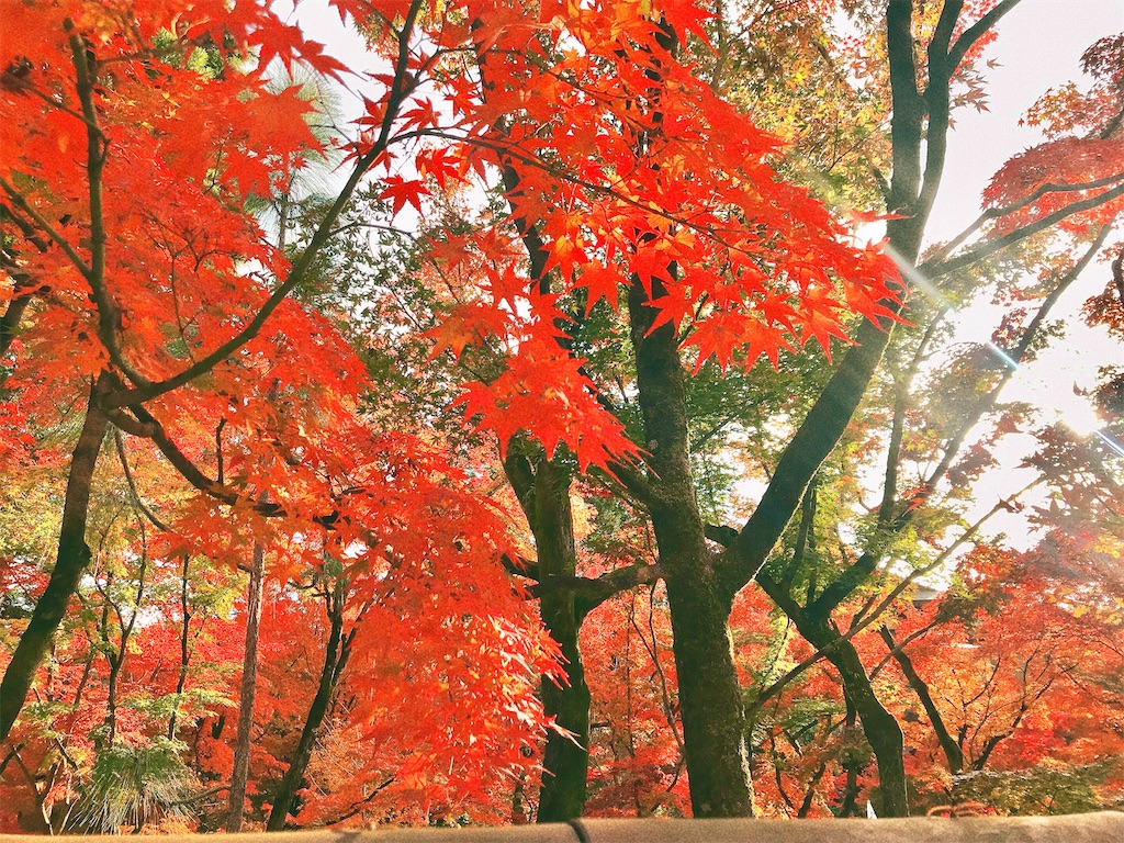 人生で一度　やりたいことをして生きる　アラフィフ