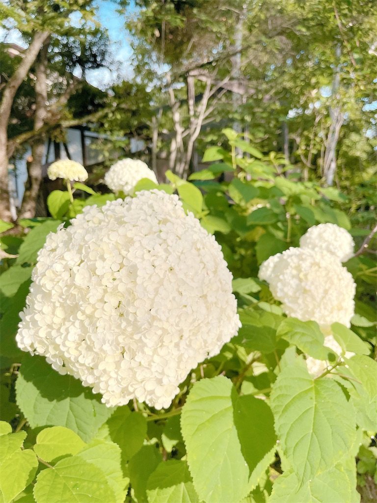 人生で一度　やりたいことをして生きる　アラフィフ