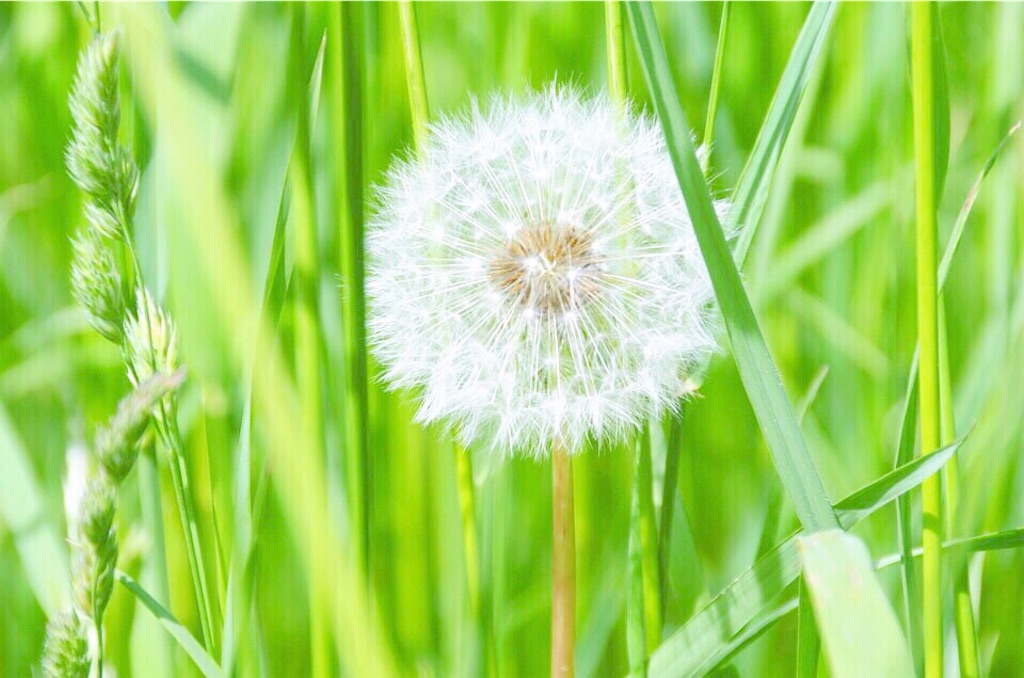 人生で一度　やりたいことをして生きる　アラフィフ