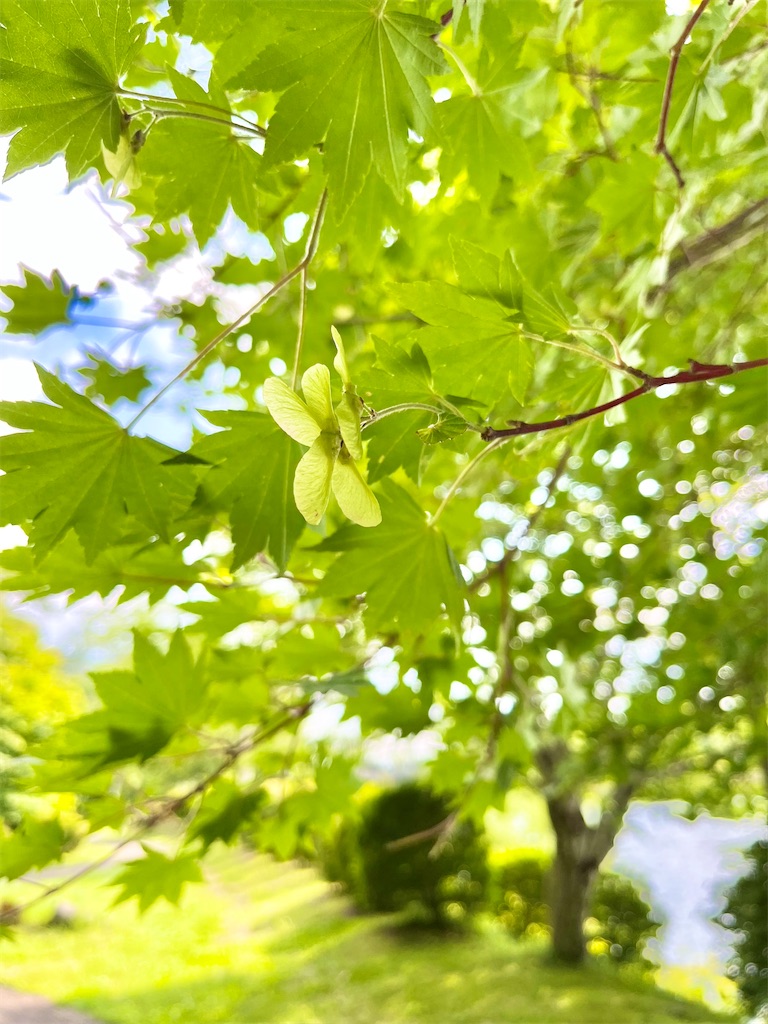 アラフィフ　一人暮らし　シンプルライフ　小さな暮らし