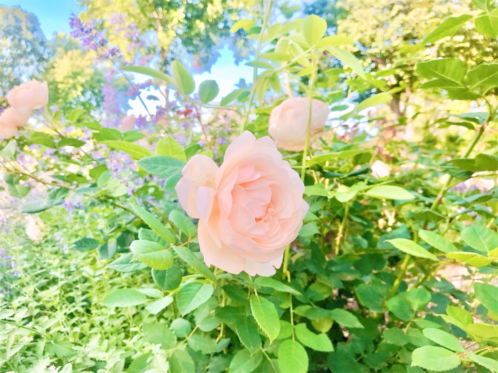 f:id:yuko-k-ami:20250516231117j:image