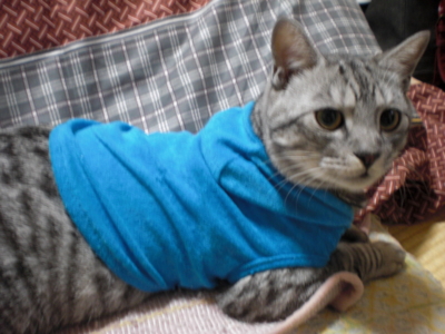 f:id:yuko-mama:20101026224329j:image