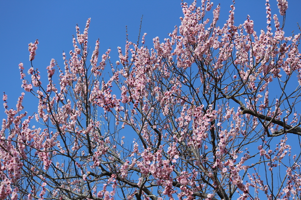 f:id:yuko-osa:20190302221759j:plain