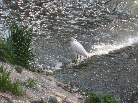f:id:yuko1658:20080406161438j:image f:id:yuko1658:20080406161438j:image
