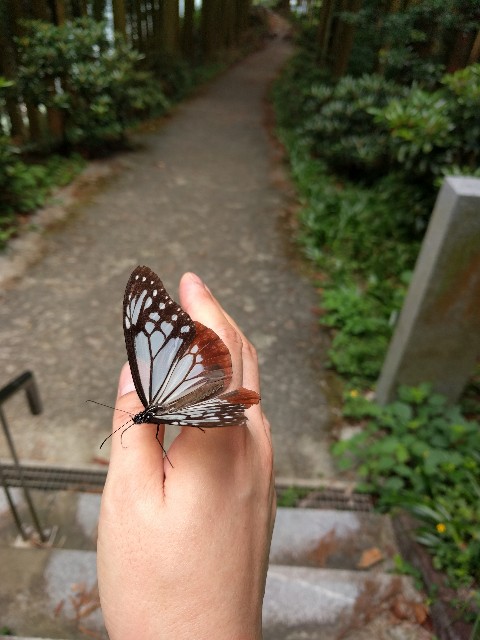 f:id:yuko76a:20170815103353j:image f:id:yuko76a:20170815103353j:image