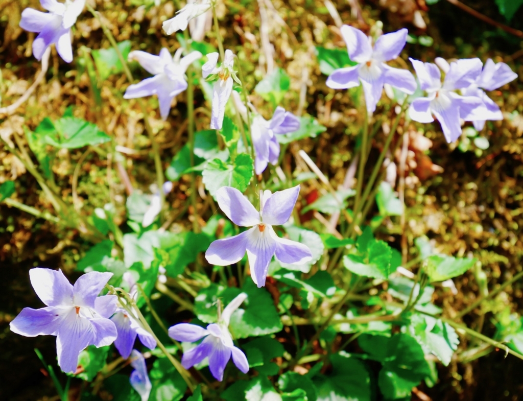 f:id:yuko76a:20180410114730j:plain f:id:yuko76a:20180410114730j:plain