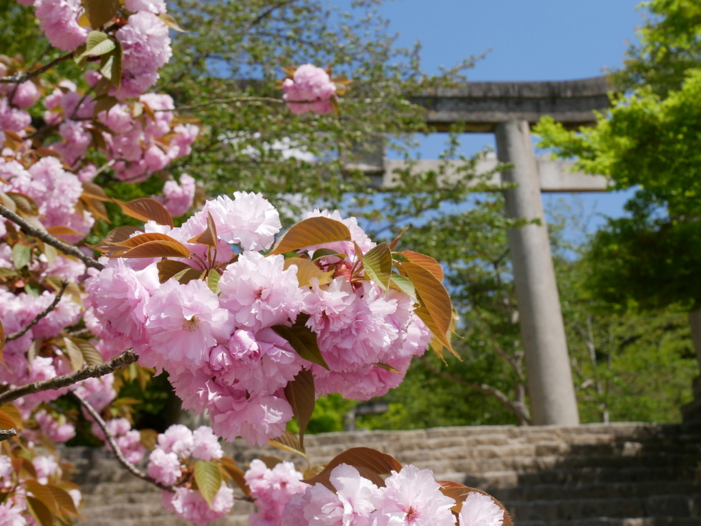 f:id:yuko76a:20180410125724j:plain f:id:yuko76a:20180410125724j:plain