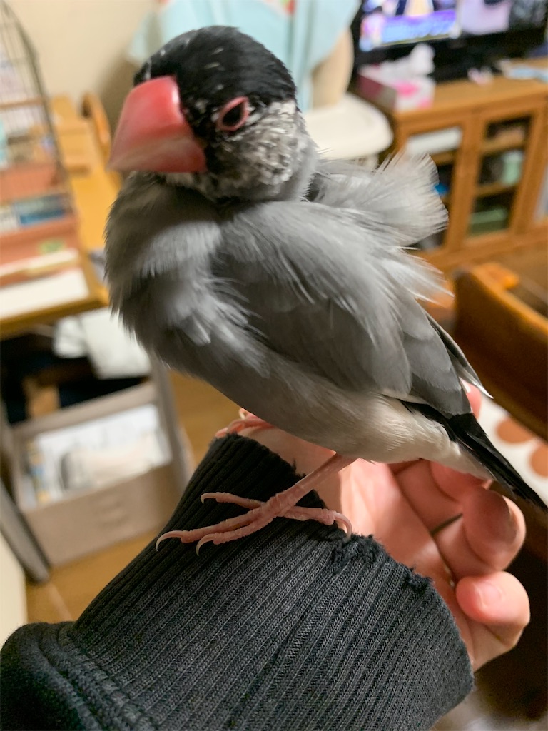 我が家の桜文鳥ことちゃん ミーハー趣味日記