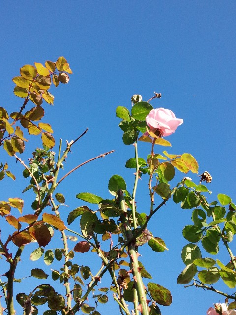 f:id:yukomanmaru:20210724205247j:image