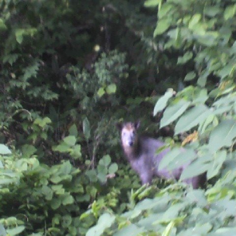 f:id:yukomanmaru:20210804124146j:image f:id:yukomanmaru:20210804124146j:image