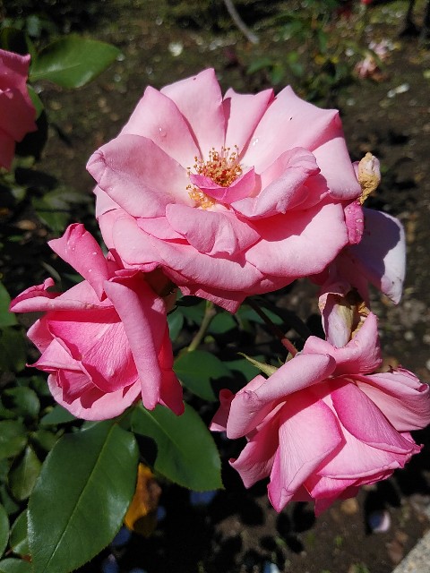 f:id:yukomanmaru:20211112124710j:image