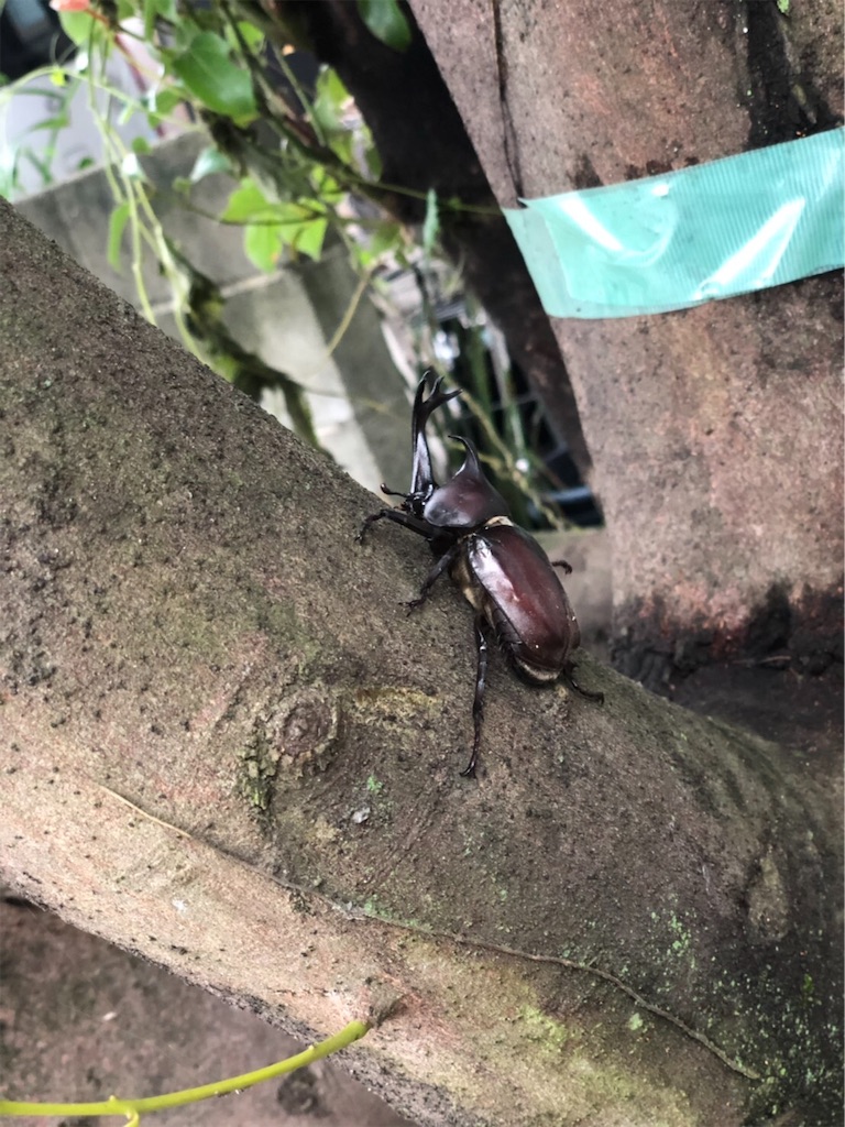 f:id:yukopin601:20190901130246j:image f:id:yukopin601:20190901130246j:image