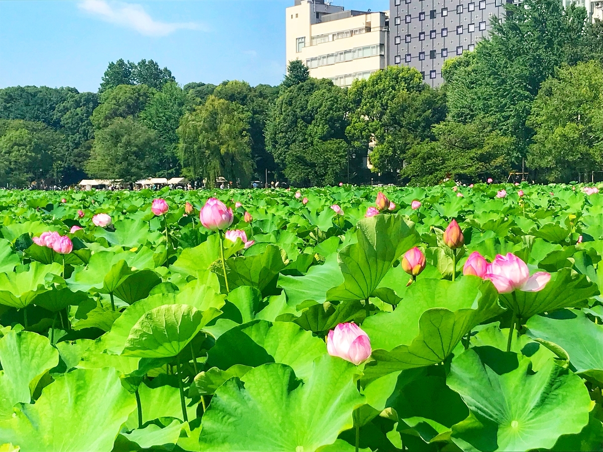 f:id:yukovelo:20190728214318j:plain:w300