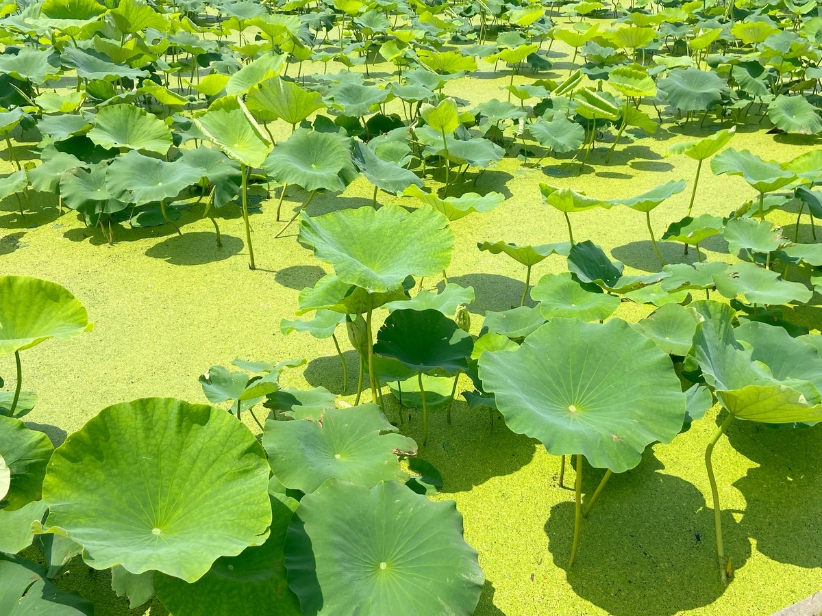 f:id:yukovelo:20200628111359j:plain:w300