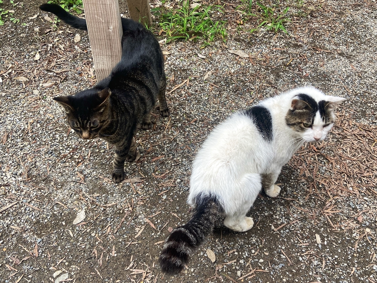 f:id:yukovelo:20210909143347j:plain:w300