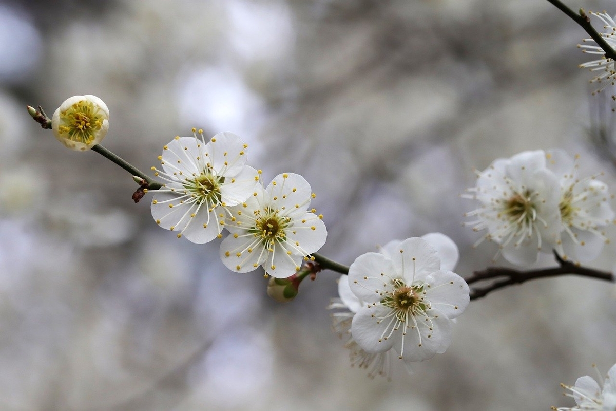 花梅　大盆　いまは花が散り、葉が芽吹いています 万葉集（巻第3）400 - 大和の国のこころ、万葉のこころ