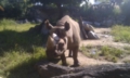 天王寺動物園