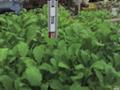 野沢菜鉢植え栽培