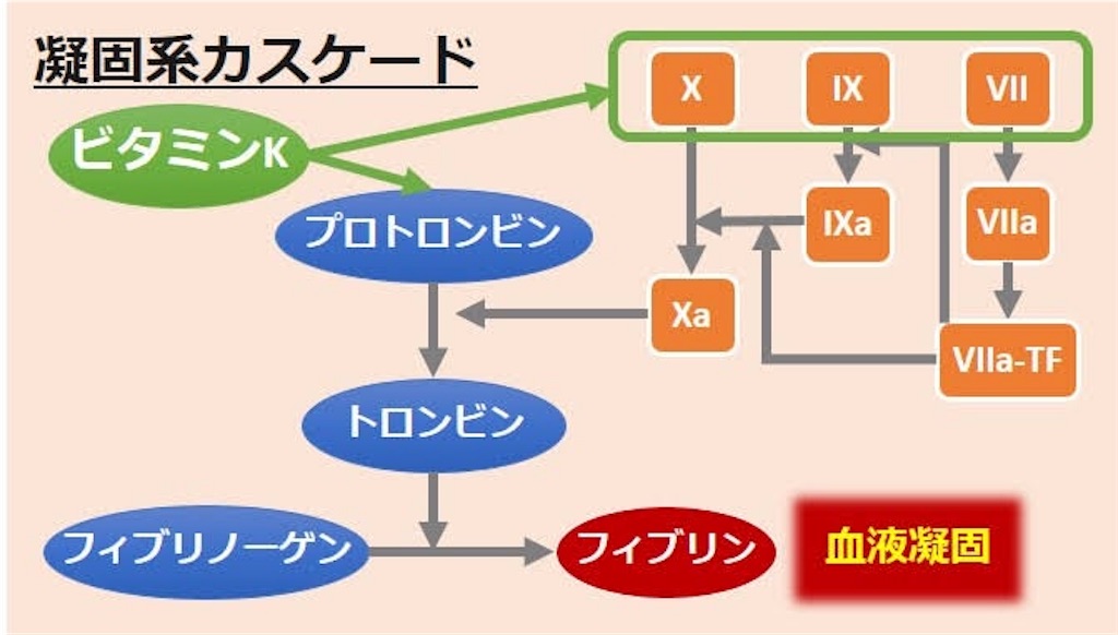 f:id:yukuma0721:20190516172300j:image