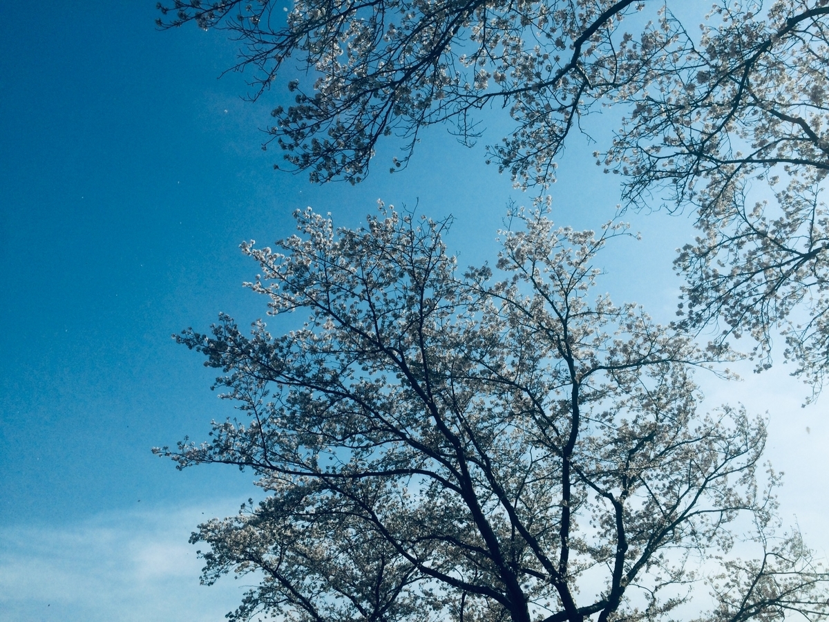 f:id:yukurinko:20200427101620j:plain f:id:yukurinko:20200427101620j:plain