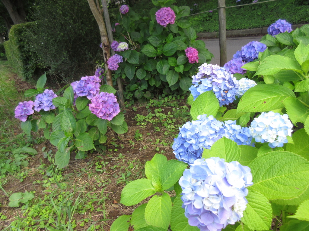 f:id:yulias:20180613212932j:plain f:id:yulias:20180613212932j:plain