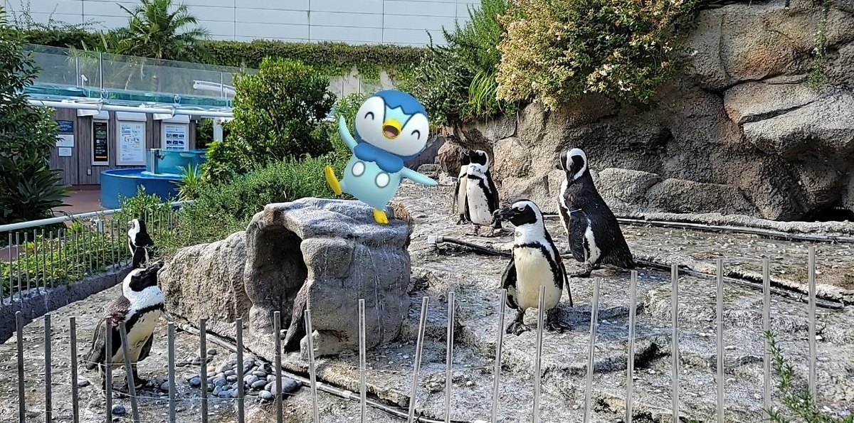 ポッチャマと仲間のペンギンたち ポケモンgoar写真 ポチャポチャアートフェス応募作品 Yuletide Blog