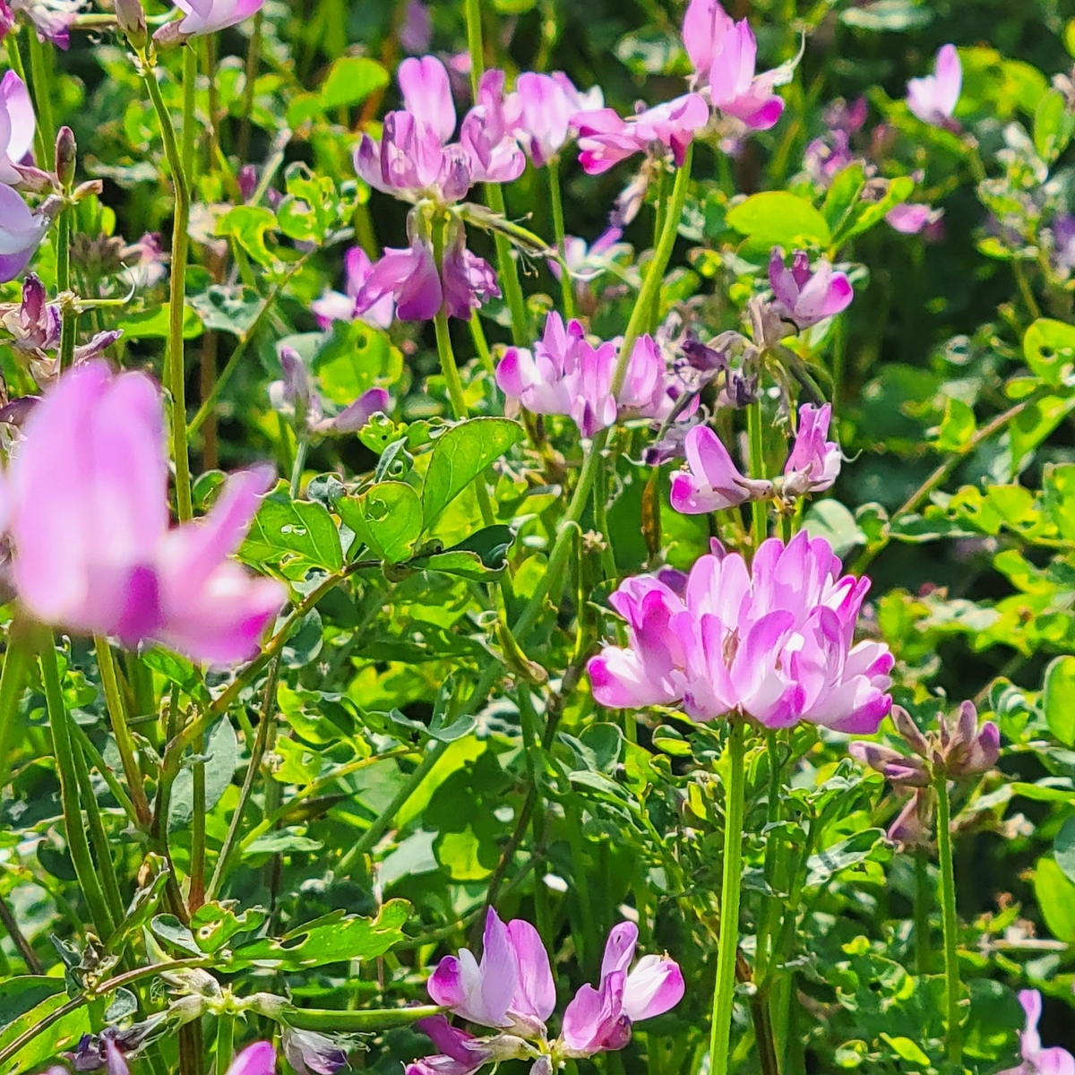 東京でれんげ畑を探したら【ポケモンGOAR写真】東京港野鳥公園