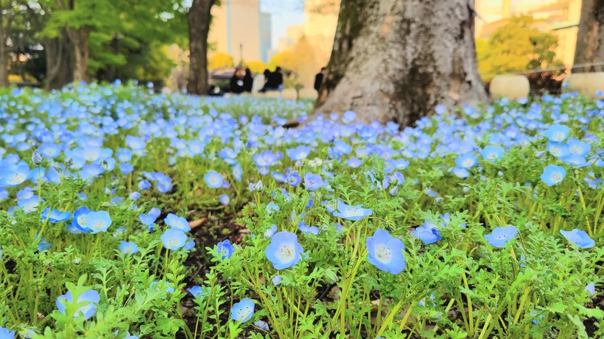 日比谷公園の春の花 東京都公園協会フォトコン2023春応募写真