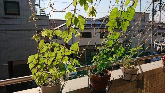 f:id:yulluy:20180522074656j:image