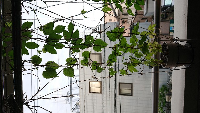 f:id:yulluy:20180529224843j:image