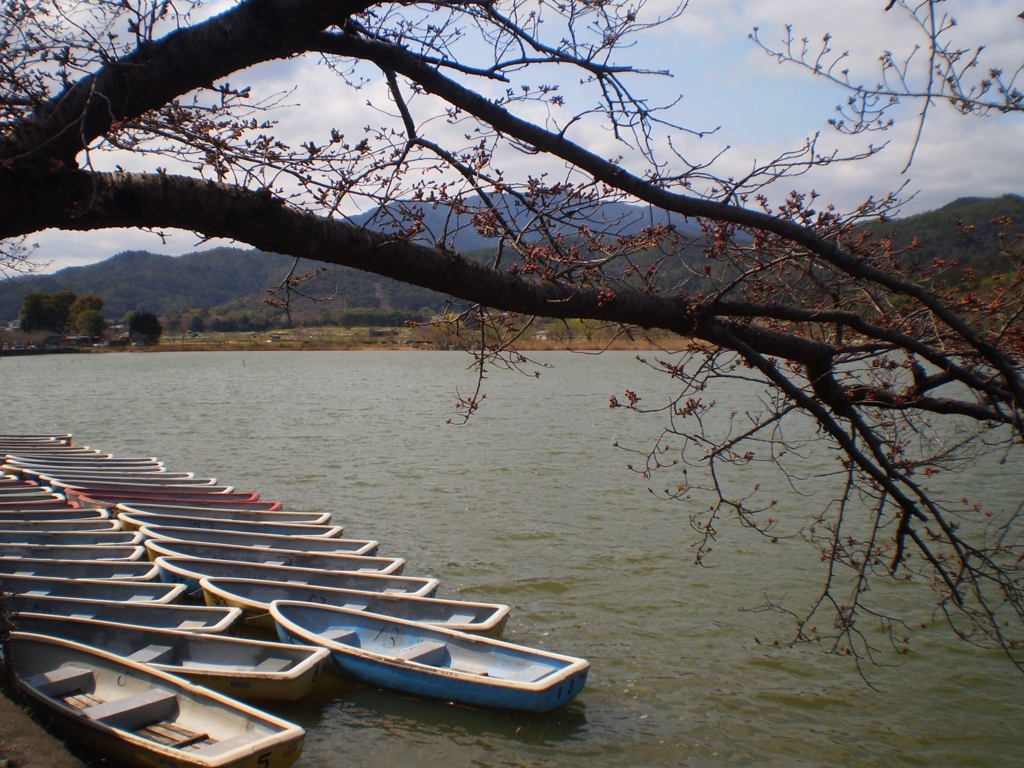 京都嵯峨、“桜守”第16代佐野藤右衛門さんの植藤造園が教えてくれた本当の桜の魅力！ ゆるっと京都 de スローライフ