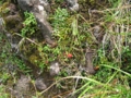 高山植物　コケモモ